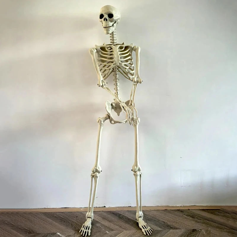 90CM Life-Size halloween Skeleton / Haunted House Decoration